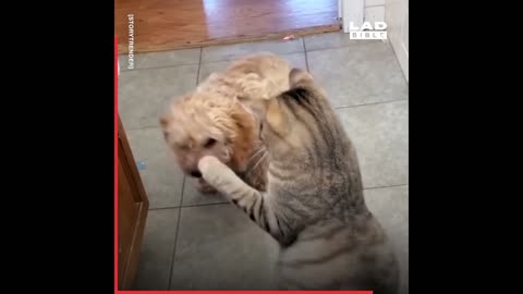 If Only Cats And Dogs Could Get Along part -2 🐱♥️🐶