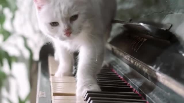 Learn Piano With The Catshorts