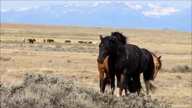 Wild stallions fighting