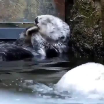 Look what this otter is doing!