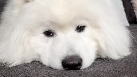 I love you mamy dog
