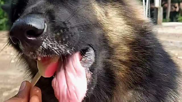 Dog eating popsicle , Funny dog videos , german shepherd, #subscribe