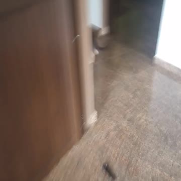 My German Shepherd dog funny moments with me.