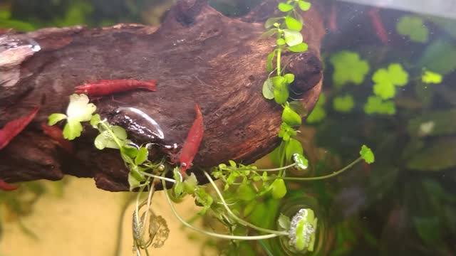 View from open top aquarium