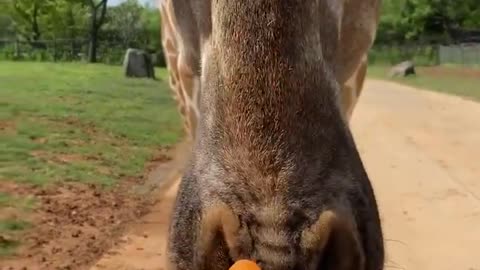 Giraffes love carrots, too