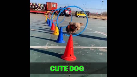 CUTE AND LOVELY DOG