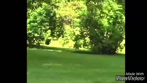 FUNNY ANIMALS VIDEOS - 004