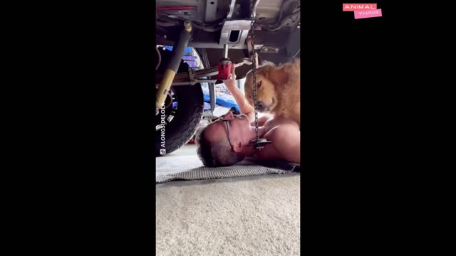 Dogs are the most funny pets #1 | Dogs funny videos | Animal Thing Tv