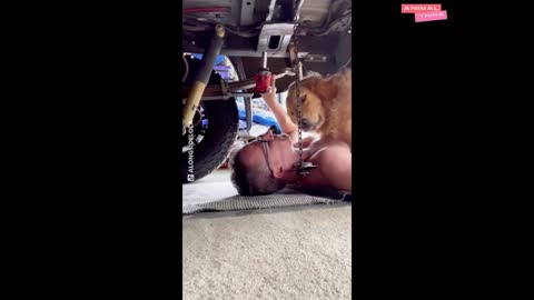 Dogs are the most funny pets #1 | Dogs funny videos | Animal Thing Tv