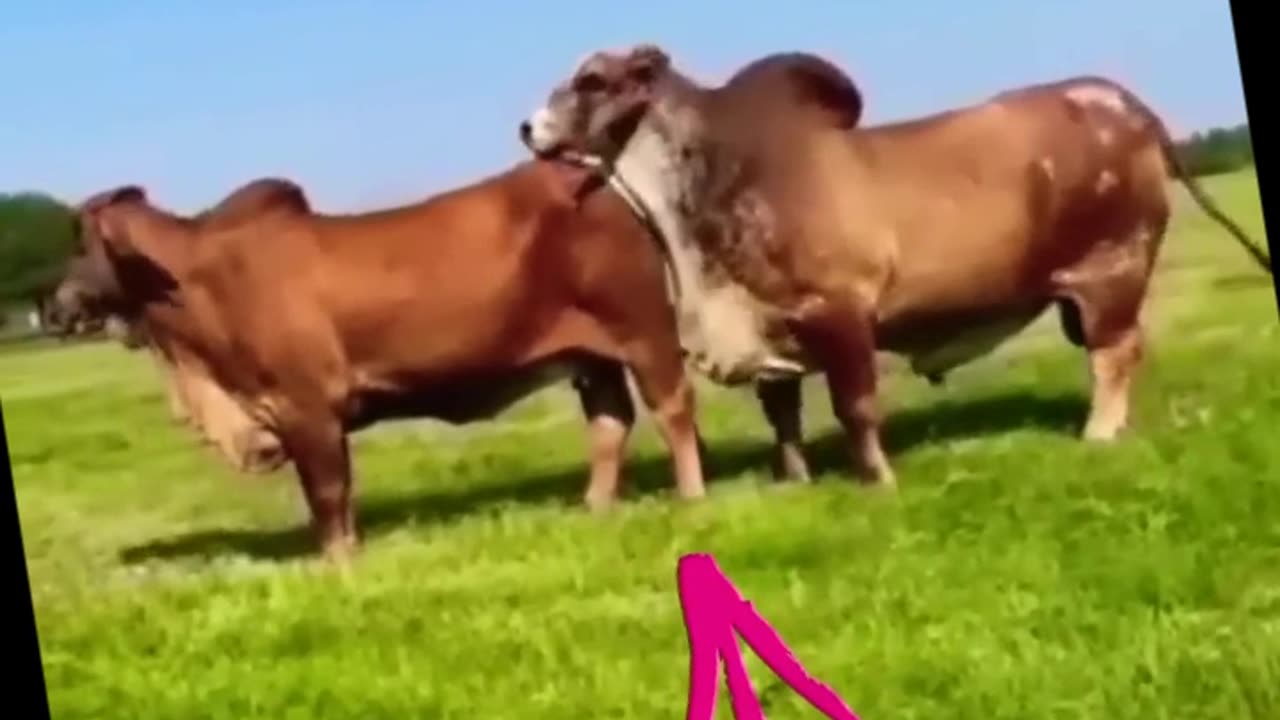 COW BREEDING (MATING) #tiktok #animals #trending #viral #breeding #shorts