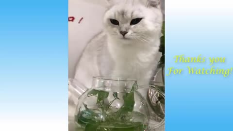 Also, Funny Animals Compilation Pets Garden