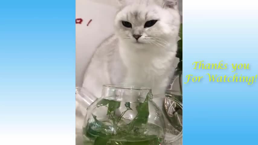 Also, Funny Animals Compilation Pets Garden