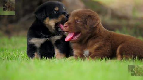 The two brothers were playing happily