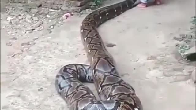 Playing with anaconda