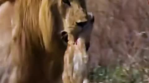 The new lion king will kill all the cubs of the previous lion king. #lion #Lionesses #animals #fyp