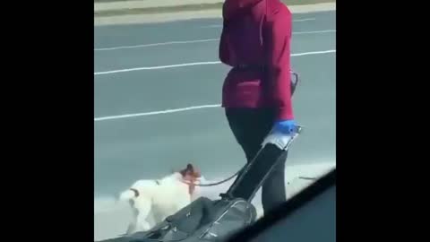 Woman Puts Mask On Dog To Take It For A Walk