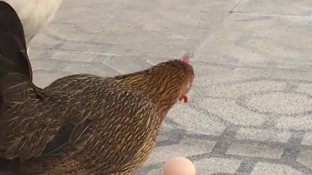 Chicken Laying Egg On The Floor