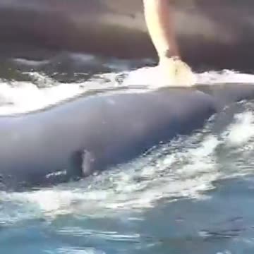 Extremely Friendly Wild Killer Whale!!
