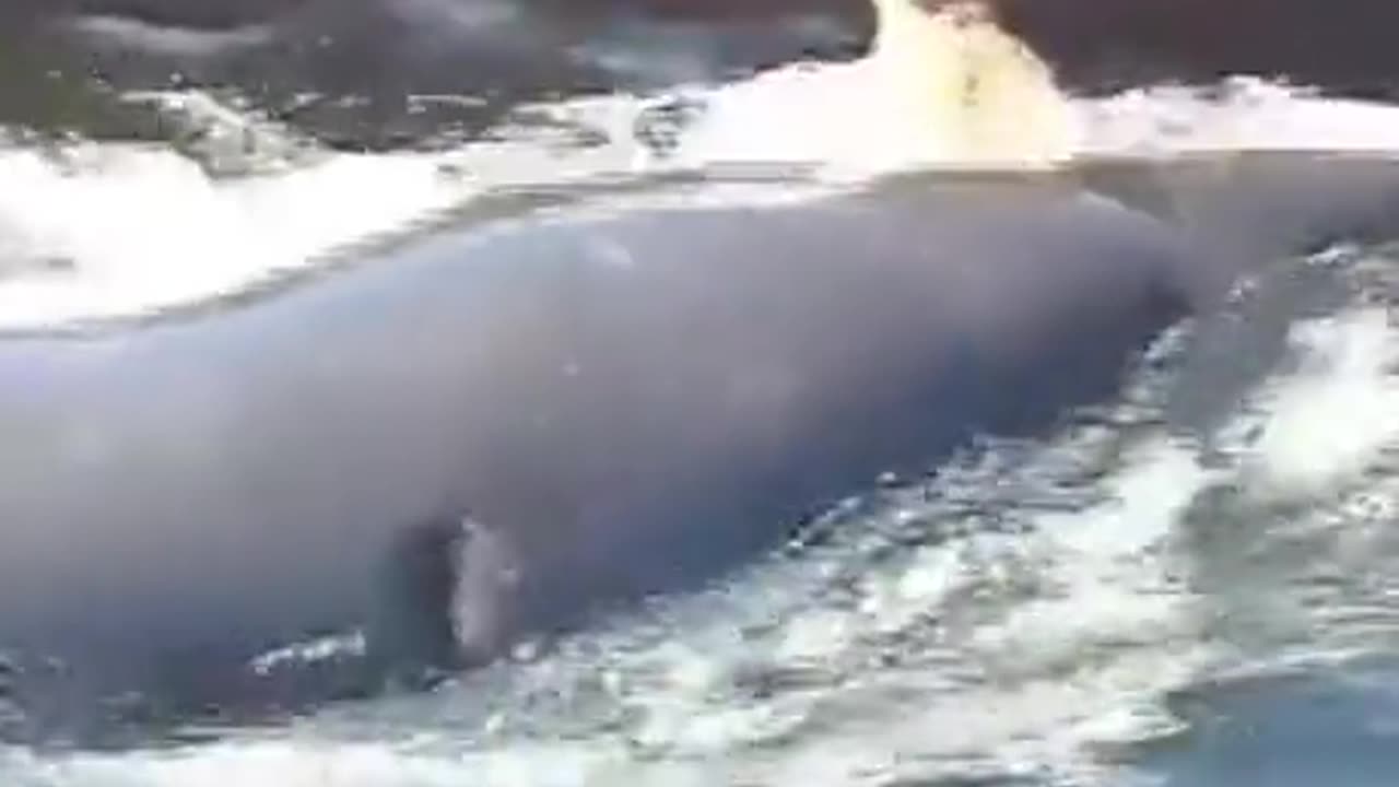 Extremely Friendly Wild Killer Whale!!