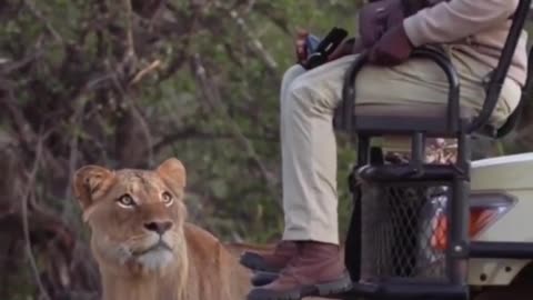 Very funny animals beautiful and sweet man terrified of lion #shorts