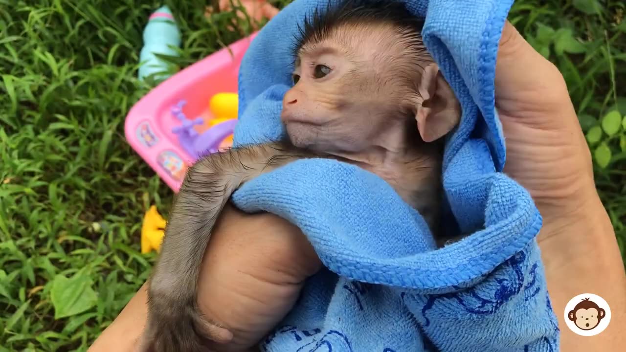 Baby Monkey BiBi bathing, Animals Homie