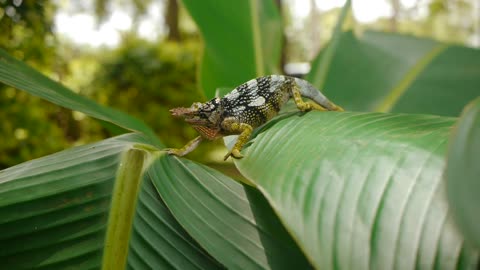 two-Honed chameleon