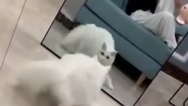 See the unbelievable reactions of this Cat!