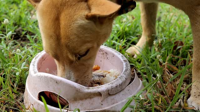 Dog eating food amazing video