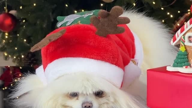 dogs hypoallergenic dogs birthday dogs