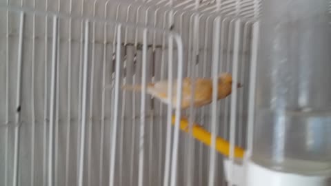 Domestic canary in a cage 2st