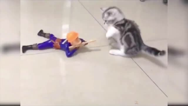 CATS ENJOYING