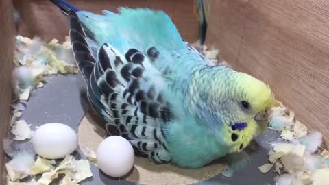 Budgie Has Too Many Eggs