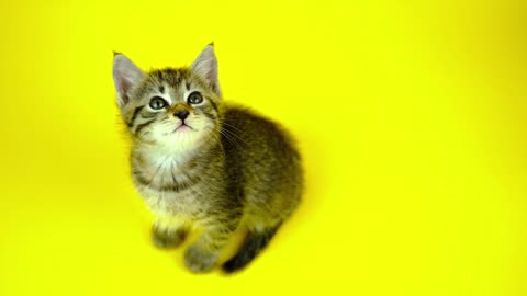 YELLOW CUTE CAT- CAT LOVER MOSTLY WATCHING THIS VIDEO