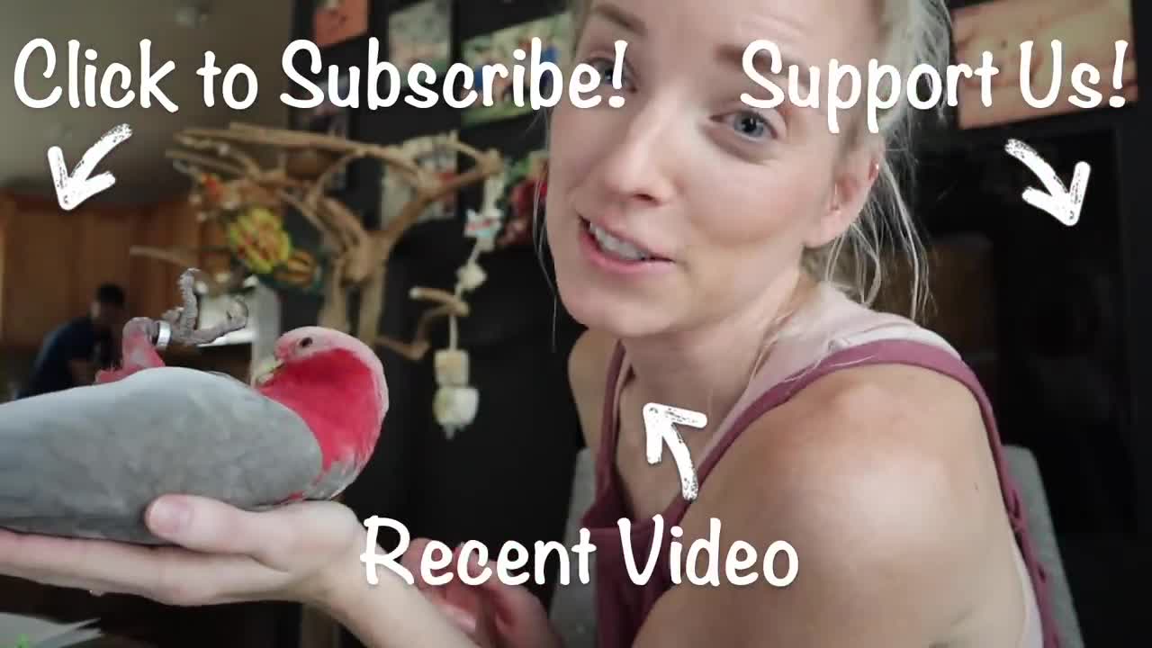 THE PLAYFUL ANTICS OF MY GALAH COCKATOOL