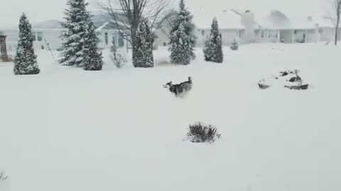 White snow and lovely you