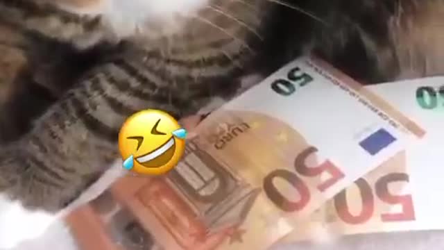 greedy cat