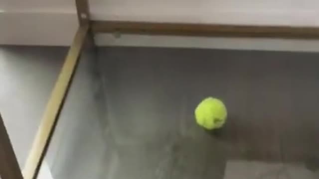 Dog Attempts to Get Ball From Below Table funny video