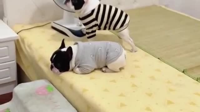 the other dog is smart and active