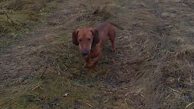 big-eared dog