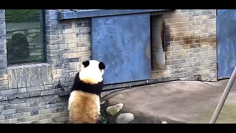 cute panda