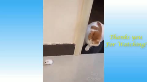 Cat is scared of mouse very funny