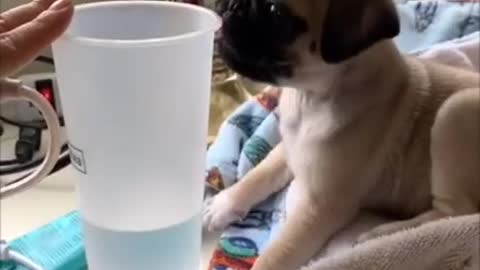 Funniest and Cutest Pug Dog Compilation