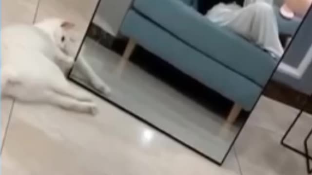 Cat_playing_with mirror