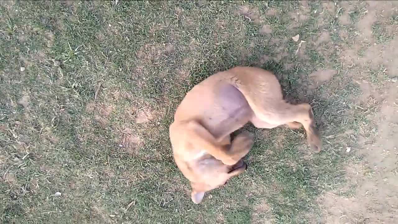 PERRITO JUEGA CON SU DUEÑO EN EL PASTO