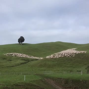 Sheep coming back home