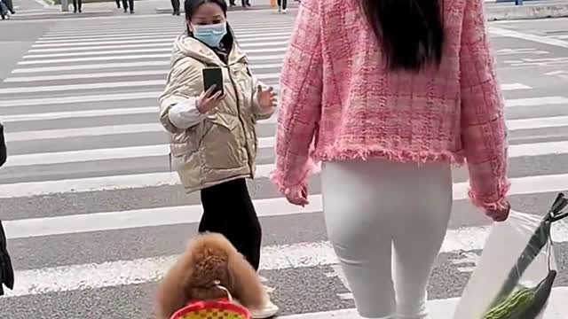 beautiful woman with dog