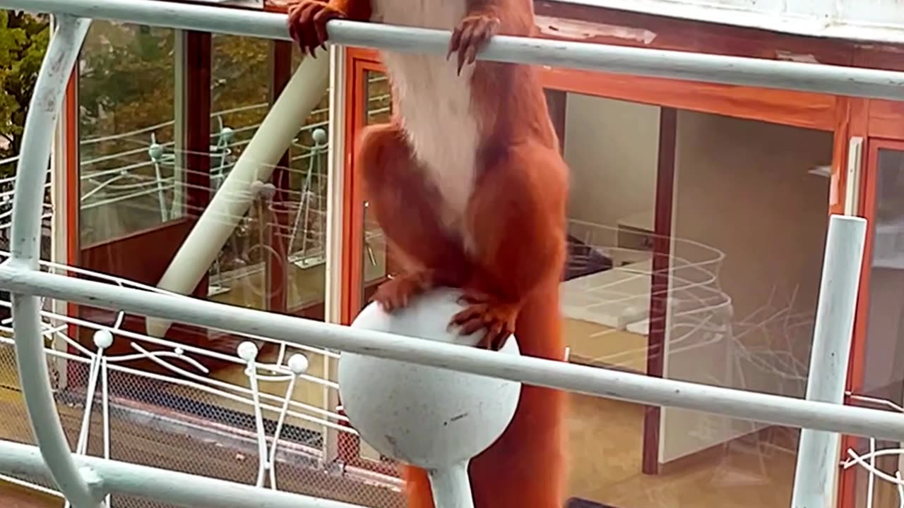 Red Squirrel Dances On Balcony