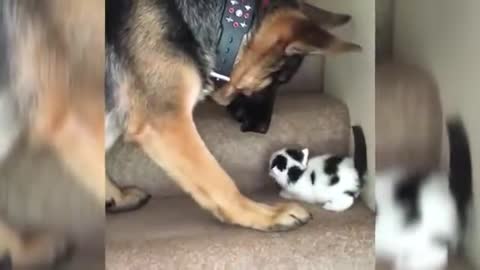 dog carries his new friend kitten up the stairs