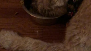 Sweet Old Dog Falls Asleep In Food Bowl