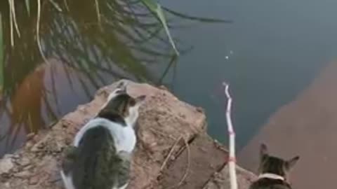 Best Fishing Video!!!